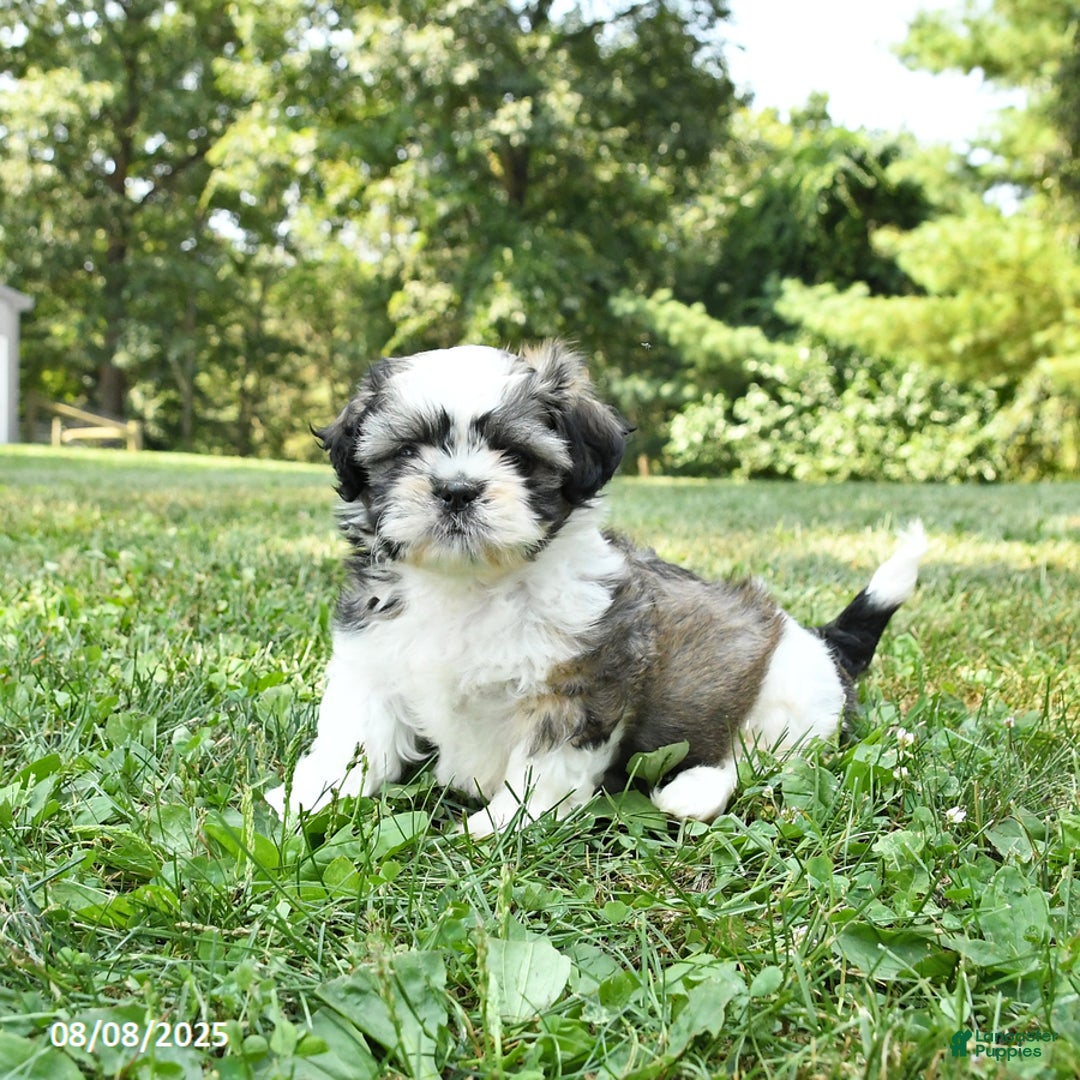 Shih Tzu dogs for sale: Shih Tzu 2 puppies - Image 8