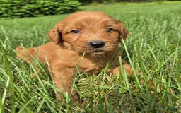 Goldendoodle dogs for sale: Rosie - Image 2