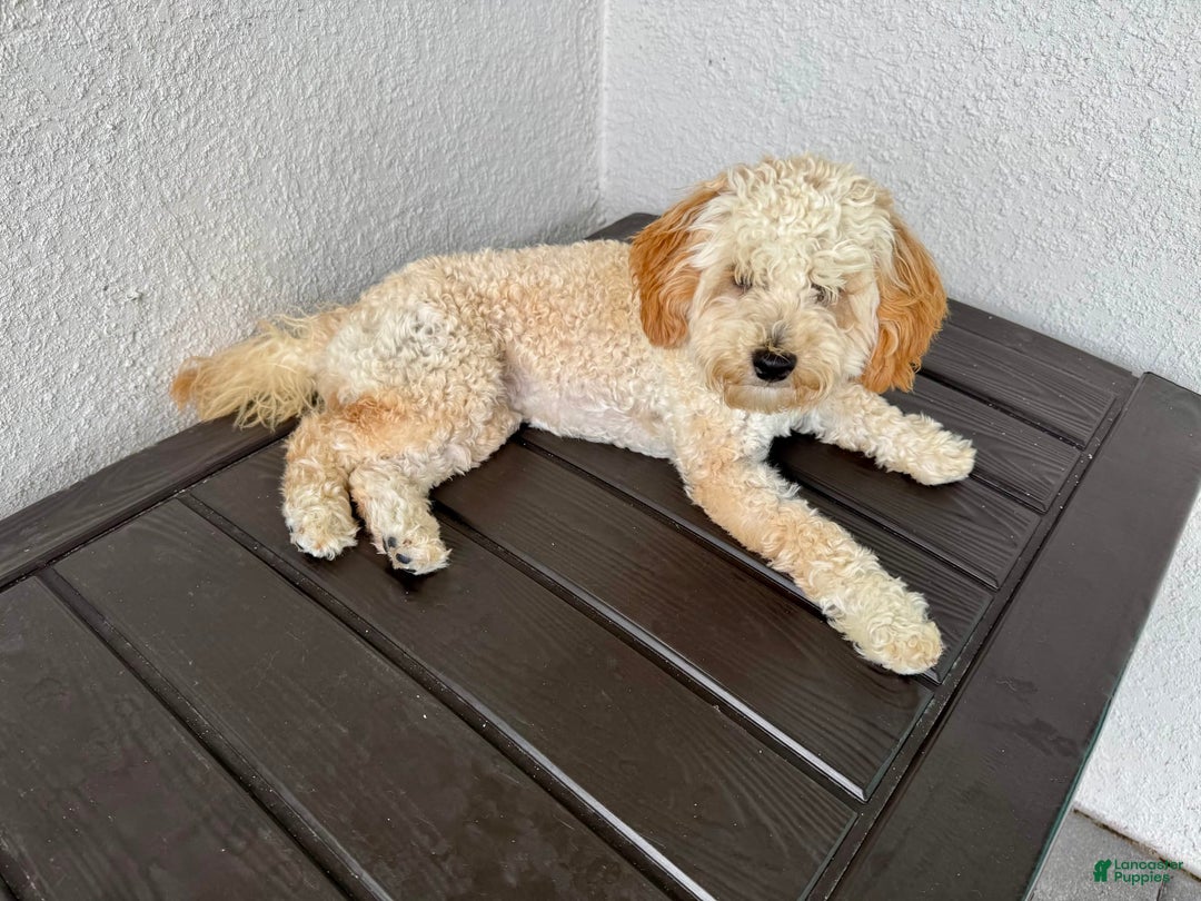 Mini Goldendoodle dogs for sale: Phoebe - Image 1