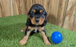 Cavalier King Charles Spaniel dogs for sale: Brin Boy 1 - Image 1