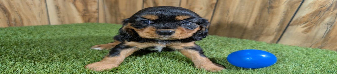 Brin Boy 1