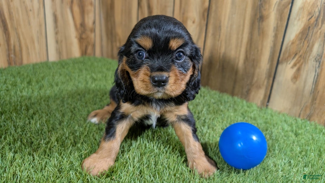 Cavalier King Charles Spaniel dogs for sale: Brin Boy 1 - Image 1