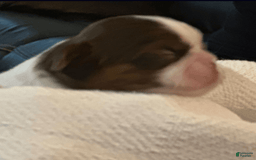 Shih Tzu dogs for sale: Sally - Image 2