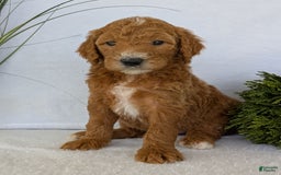 Goldendoodle dogs for sale: Zoey - Image 12