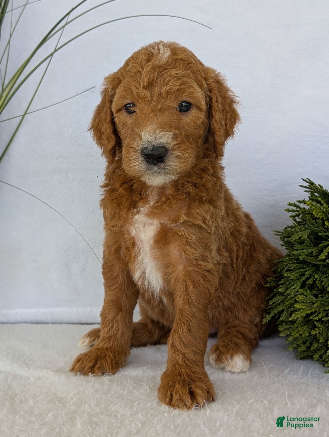 Goldendoodle dogs for sale: Zoey - Image 12
