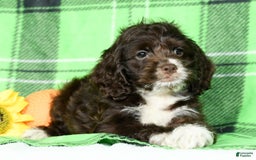 Cockapoo dogs for sale: Victor - Image 2