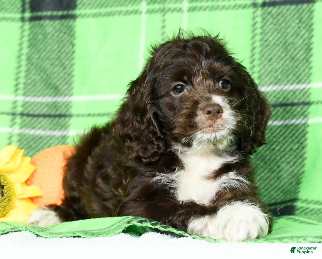 Cockapoo dogs for sale: Victor - Image 2