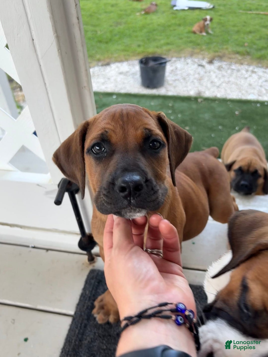 South African Boerboels dogs for sale: Half Pint - Image 3