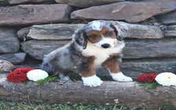 Aussiedoodle dogs for sale: Mason - Image 3