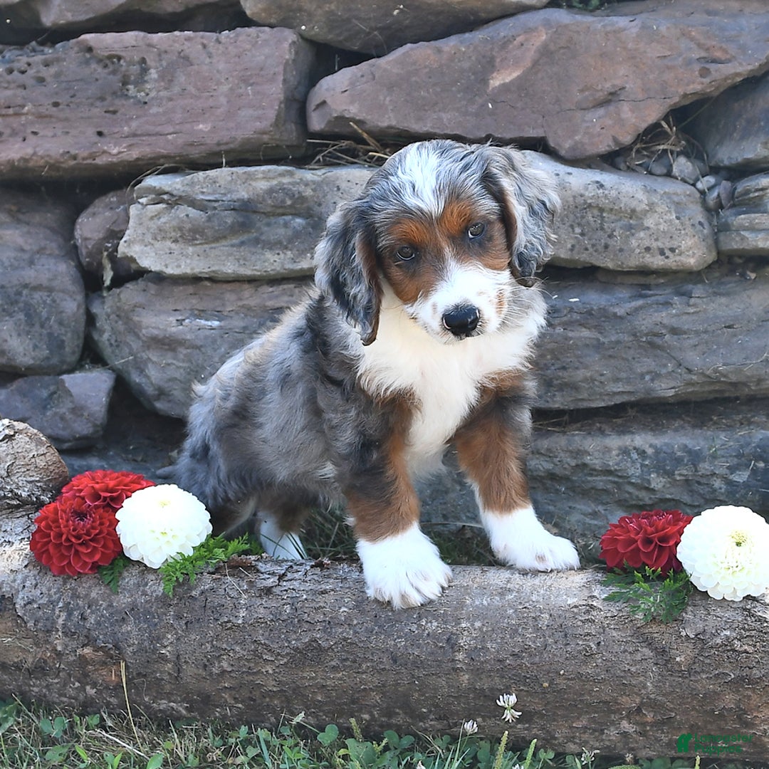 Aussiedoodle dogs for sale: Mason - Image 3