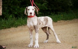 Great Dane dogs for sale: Jovie - Image 16