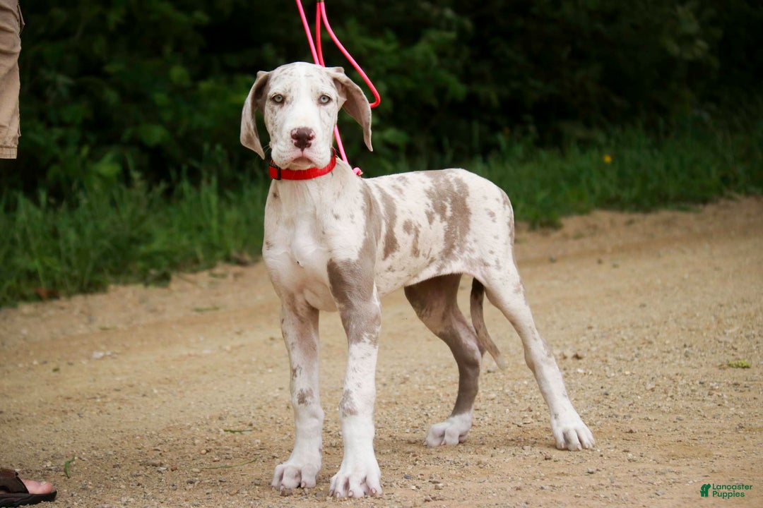 Great Dane dogs for sale: Jovie - Image 16