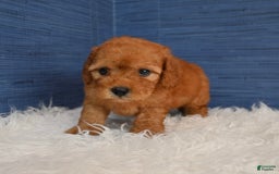 Cavapoo dogs for sale: Izaiah - Image 4