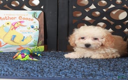 Toy Poodle dogs for sale: Teddy - Image 4