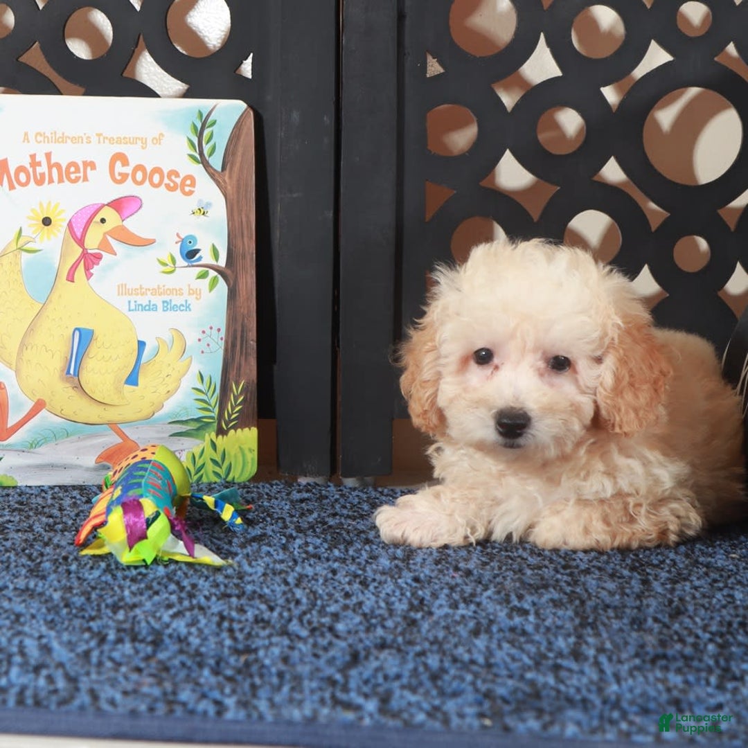 Toy Poodle dogs for sale: Teddy - Image 4
