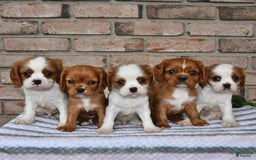 Cavalier King Charles Spaniel dogs for sale: Sparky - Image 12