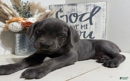 Cane Corso dogs for sale: Axel - Image 2