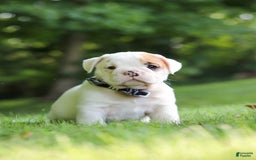 Beabull dogs for sale: Rockstar - Image 1