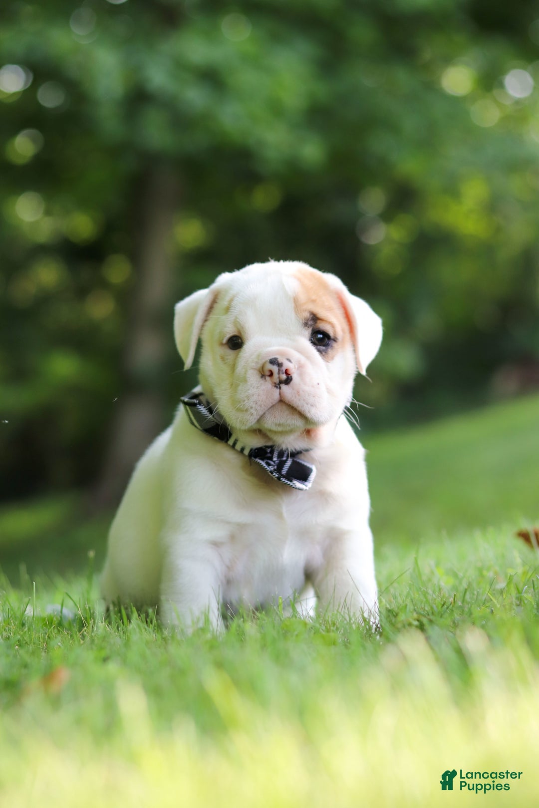 Beabull dogs for sale: Rockstar - Image 1