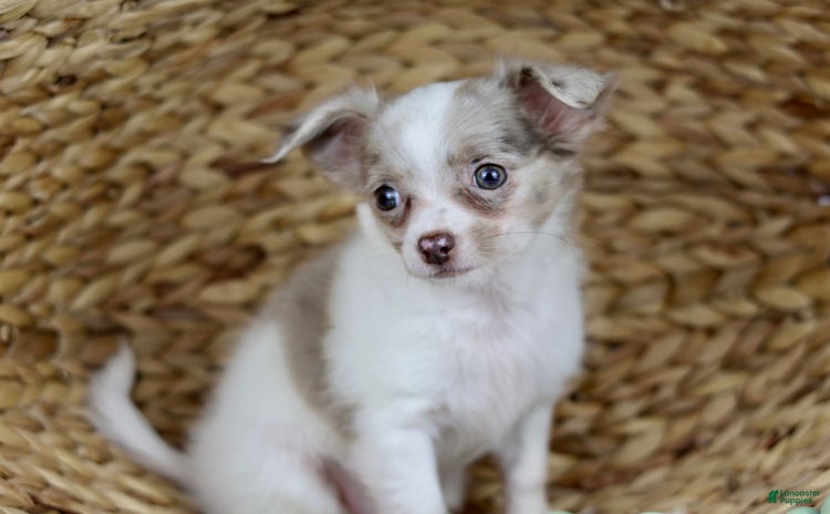 Chihuahua dogs for sale - Ad 5
