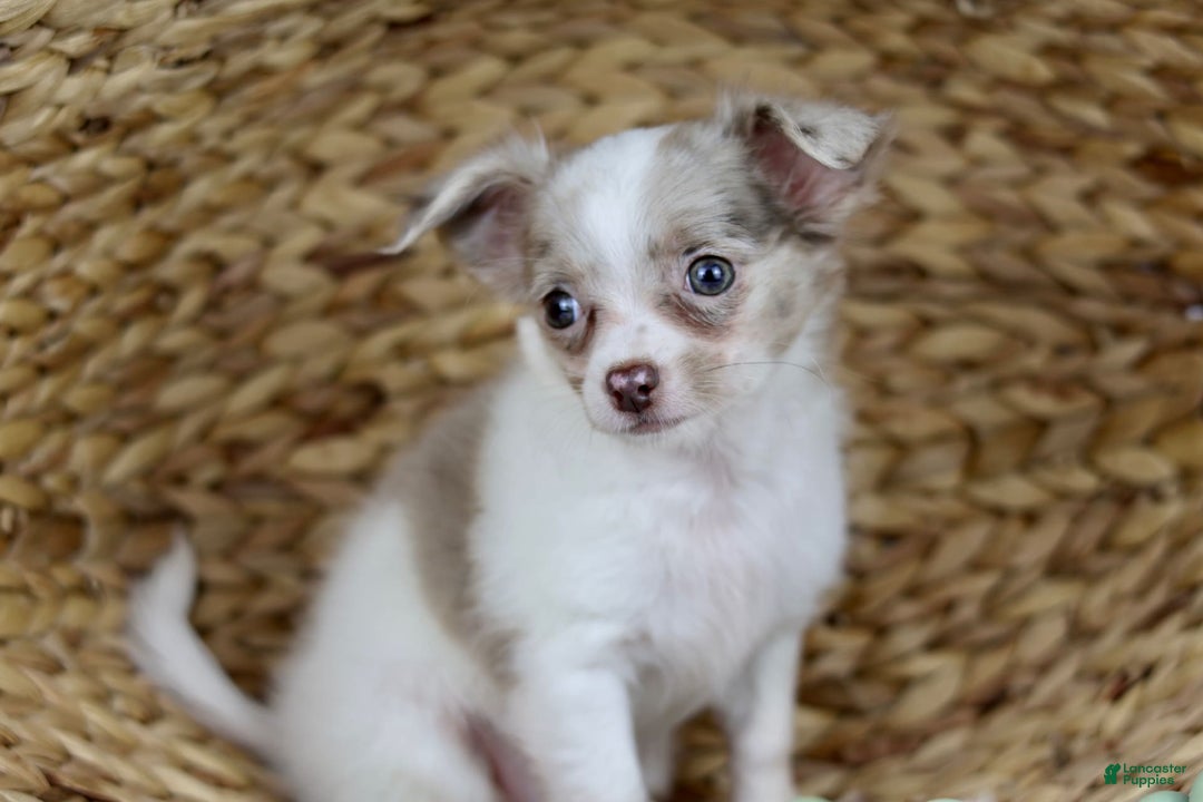 Chihuahua dogs for sale: Cyrus - Image 1