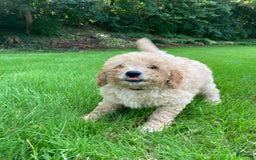 Labradoodle dogs for sale: Douglas - Image 5