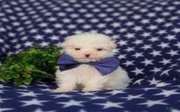 Miniature Poodle dogs for sale: Broderick - Image 2