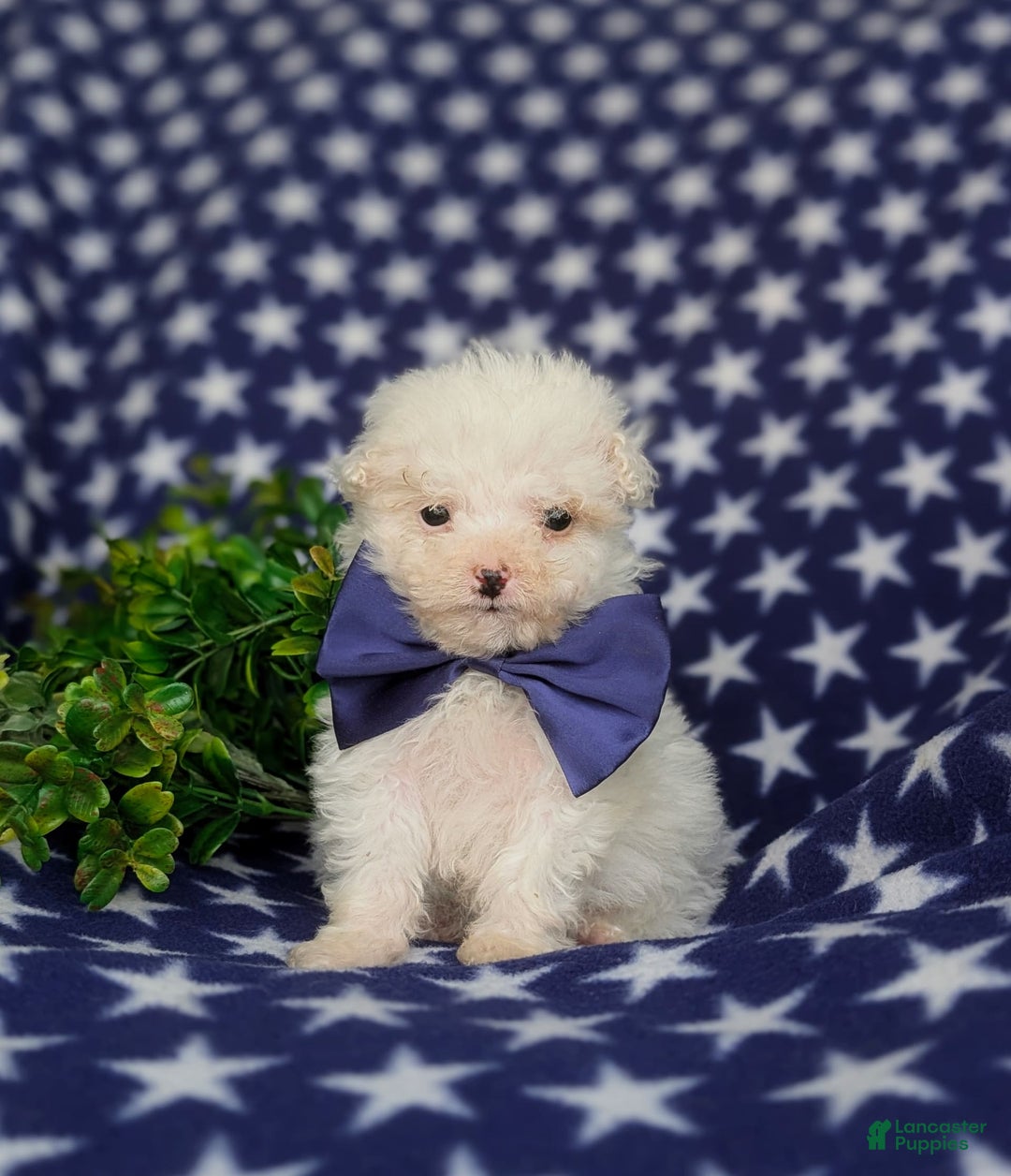 Miniature Poodle dogs for sale: Broderick - Image 2
