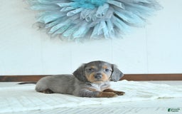 Miniature Dachshund dogs for sale: Zach Rare Color - Image 1