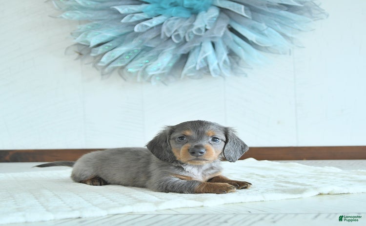 Miniature Dachshund dogs for sale - Ad 2