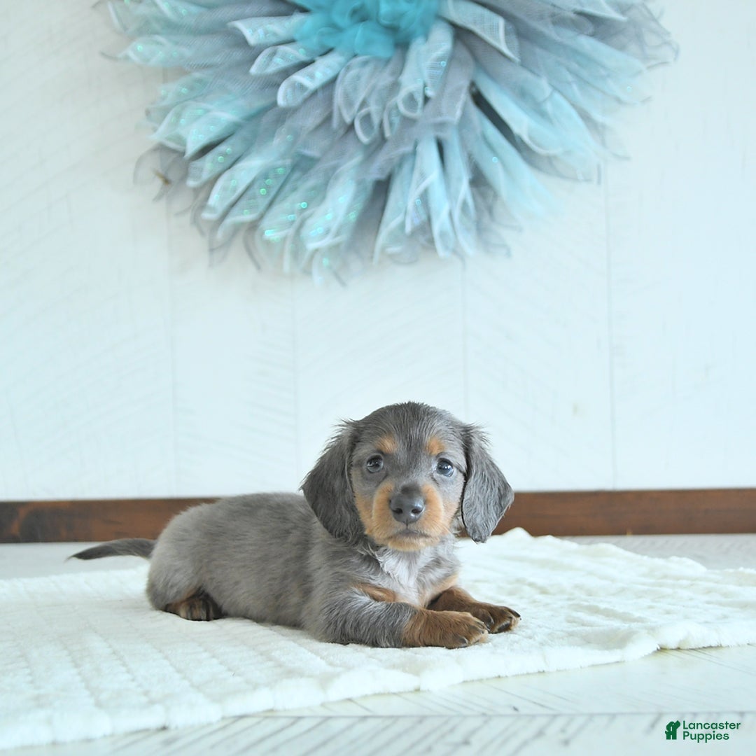Miniature Dachshund dogs for sale: Zach Rare Color - Image 1