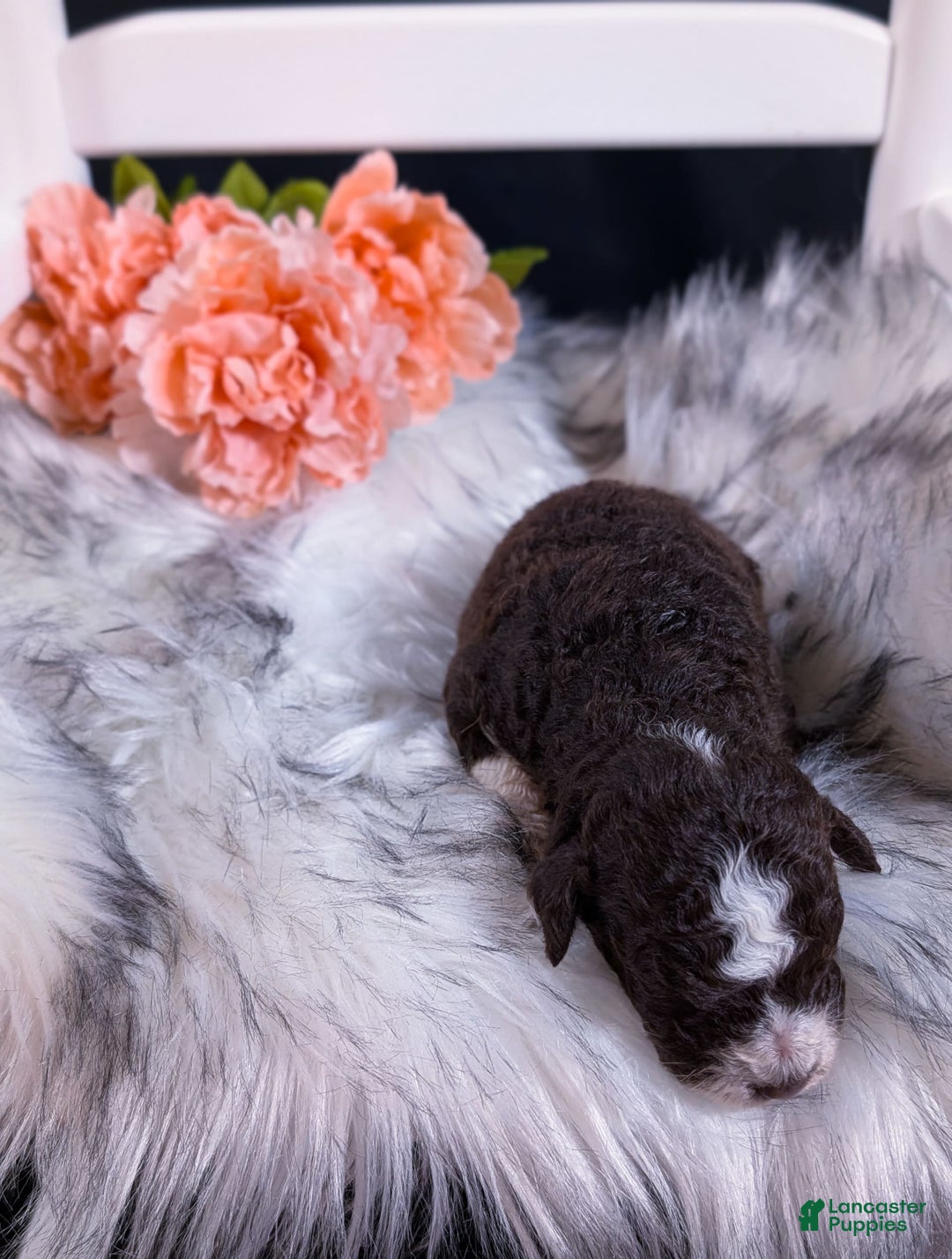 Mini Bernedoodle dogs for sale: Mozzarella - Image 3