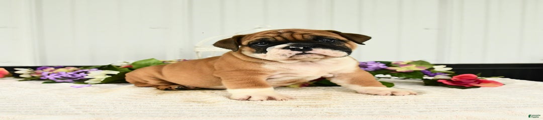 Ruger