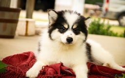 Pomsky dogs for sale: Flare - Image 12