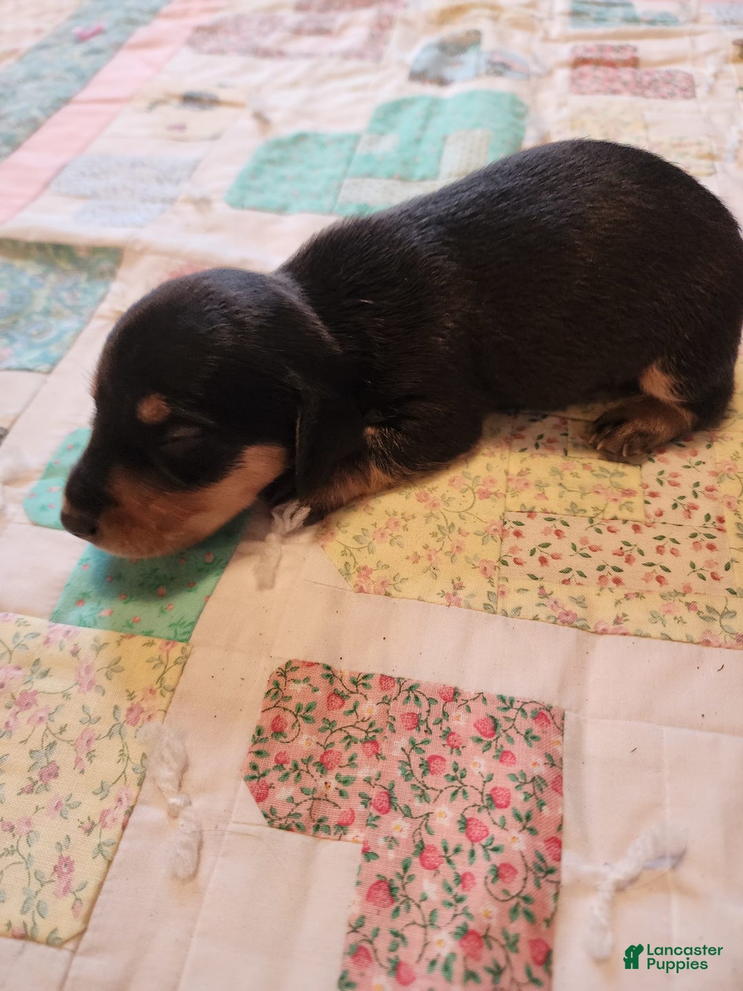 Miniature Dachshund dogs for sale: Peach - Image 4
