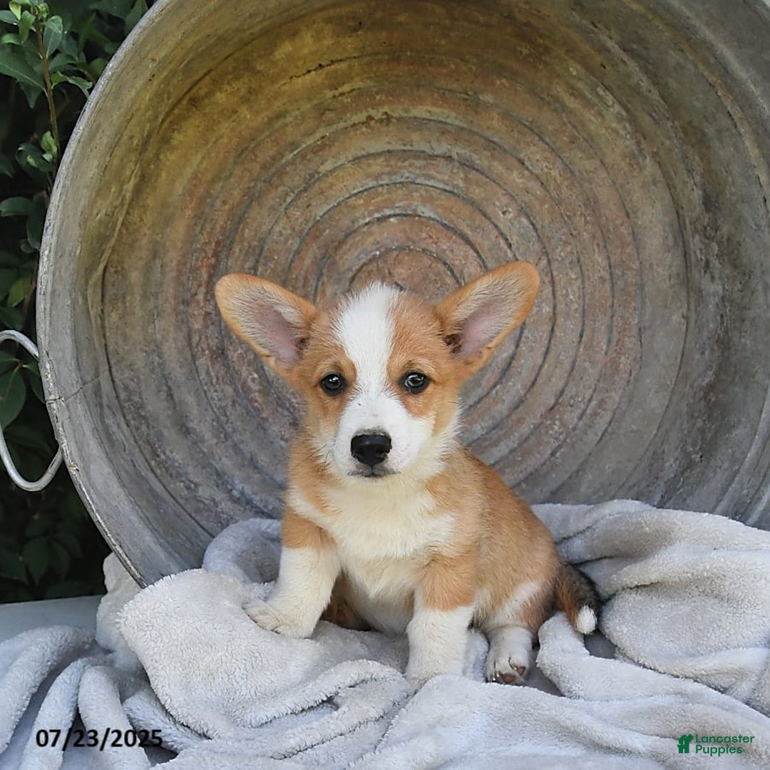 Welsh Corgi Pembroke dogs for sale: Nugget - Image 6