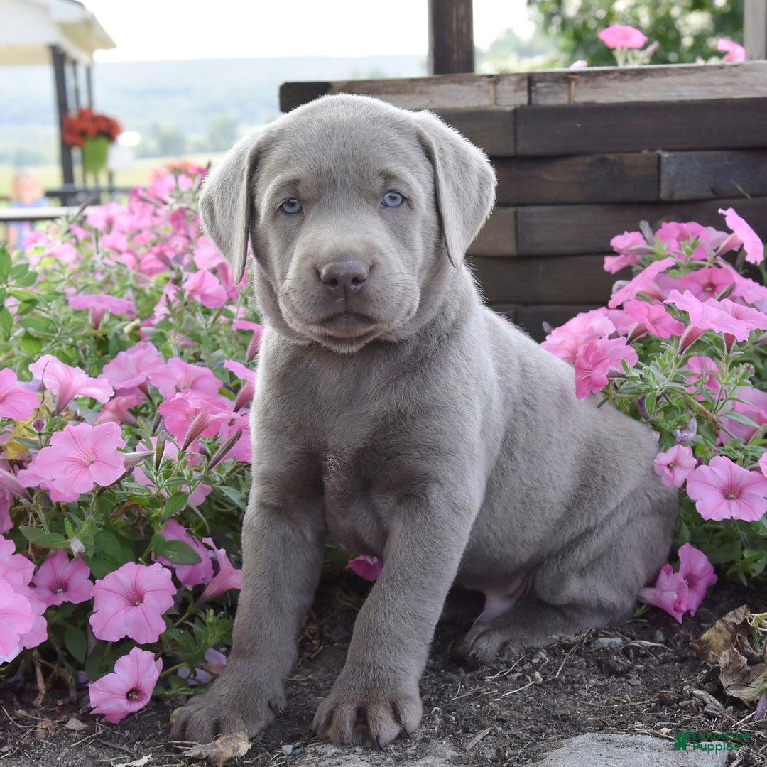 Labrador Retriever dogs for sale: Carl - Image 1