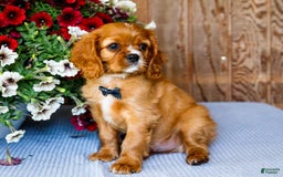 Cavalier King Charles Spaniel dogs for sale: Oliver - Image 10
