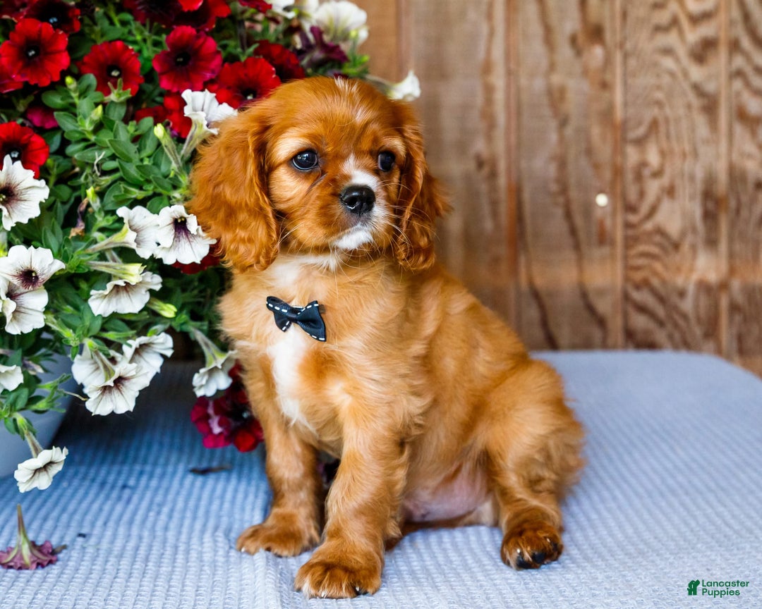 Cavalier King Charles Spaniel dogs for sale: Oliver - Image 10
