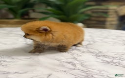 Pomeranian dogs for sale: Akc Teddy - Image 2