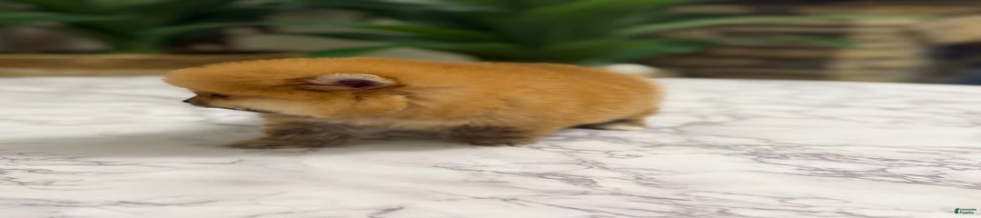 Akc Teddy