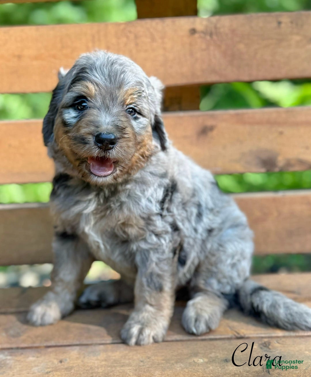Bernedoodle dogs for sale: Clara - Image 2