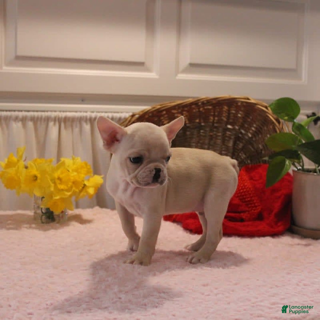 French Bulldog dogs for sale: French Bulldog 3 puppies - Image 13