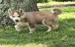 Siberian Husky dogs for sale: Briar - Image 7