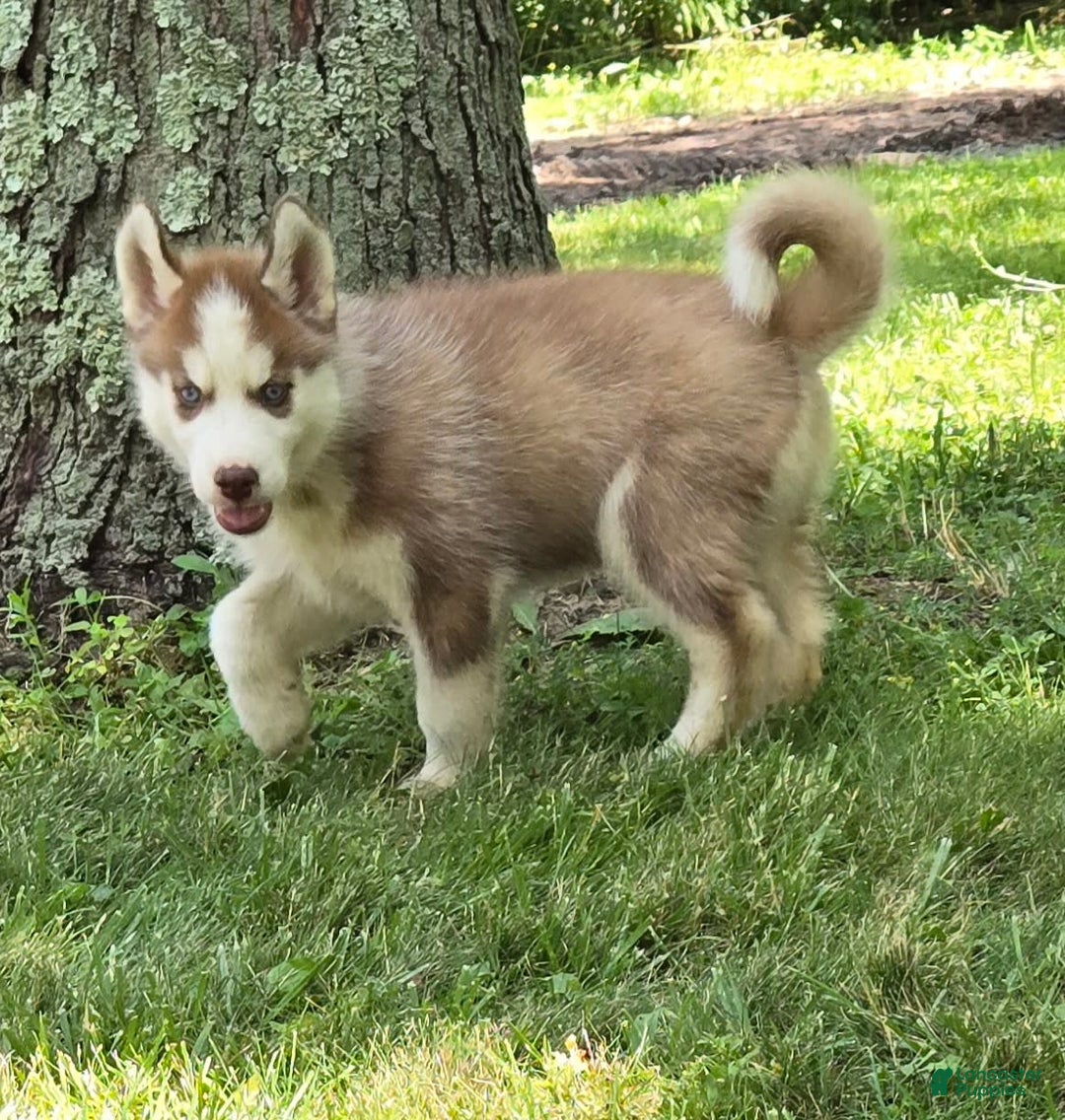 Siberian Husky dogs for sale: Briar - Image 7
