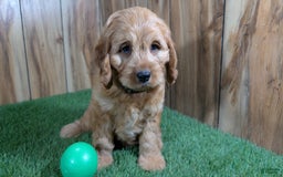 Cavapoo dogs for sale: Sprinkles Boy 1 - Image 6