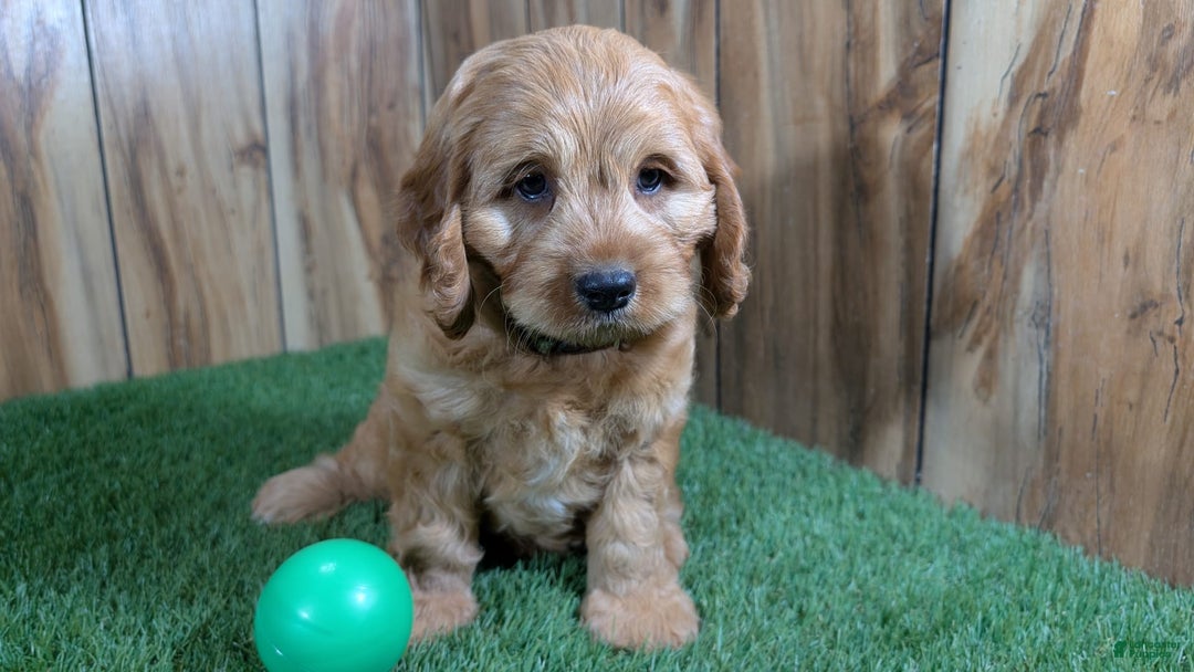 Cavapoo dogs for sale: Sprinkles Boy 1 - Image 6