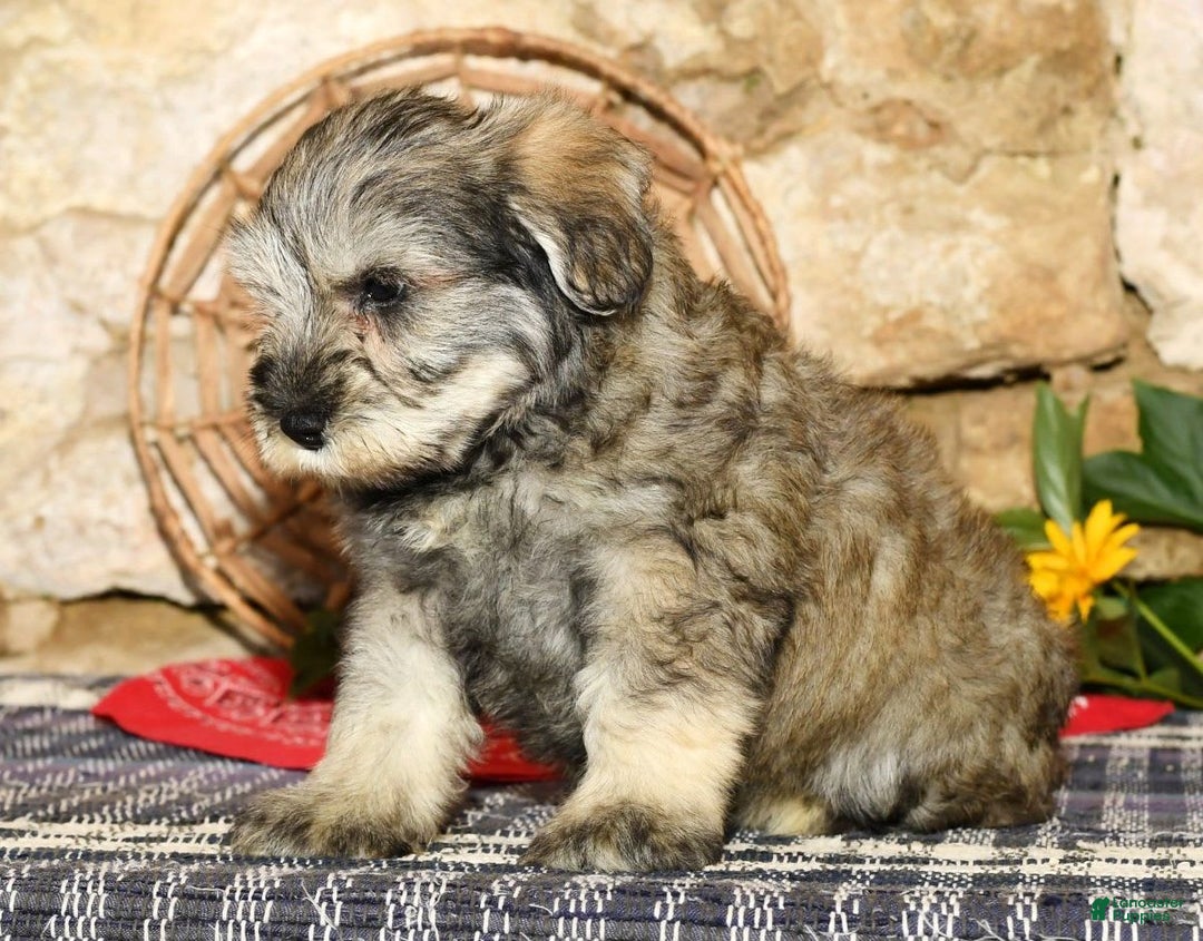 Miniature Schnauzer dogs for sale: Frosty - Image 6