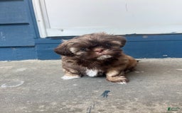Shih Tzu dogs for sale: Beanie - Image 2