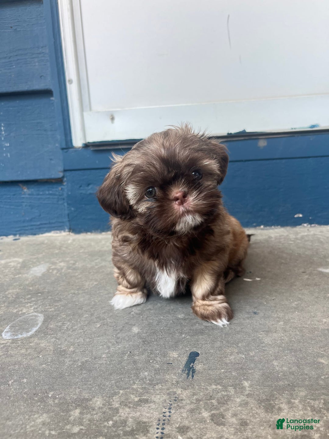 Shih Tzu dogs for sale: Beanie - Image 2